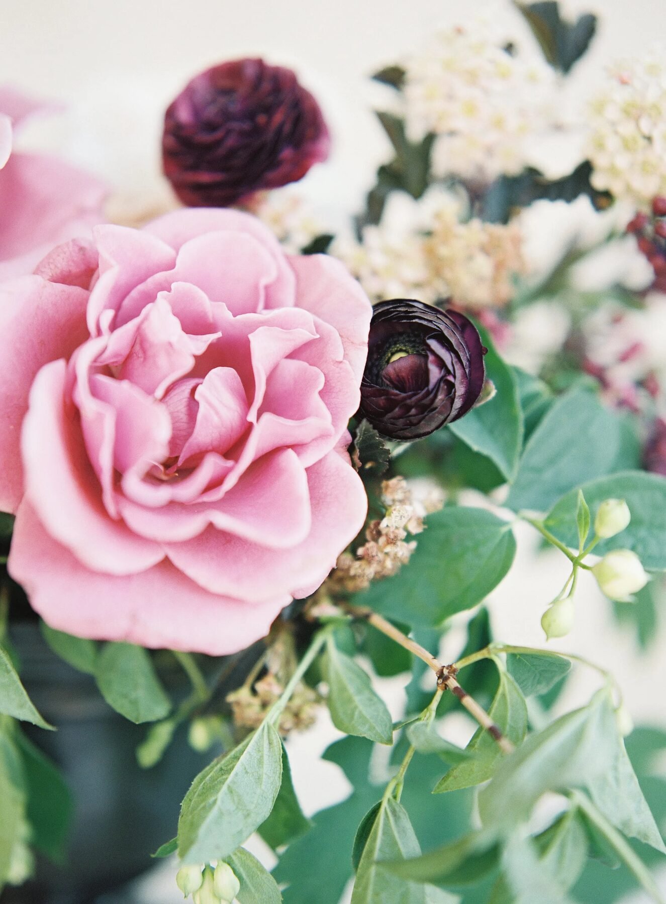 Tight botanical detail: pink garden rose with burgundy ranunculus and trailing greenery against bright airy ground